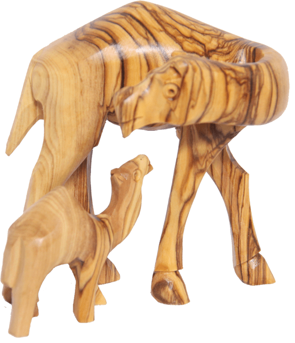 Camels